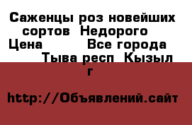 Саженцы роз новейших сортов. Недорого. › Цена ­ 350 - Все города  »    . Тыва респ.,Кызыл г.